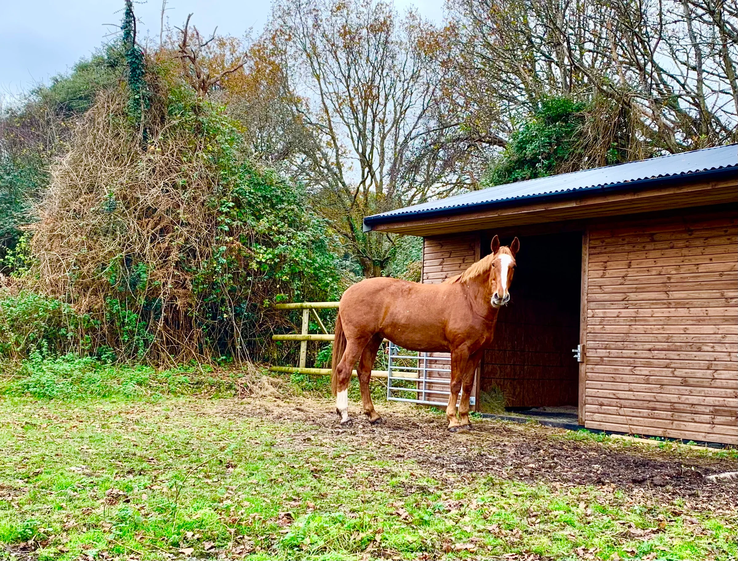 Bring your own horse to stay at Studland Stables